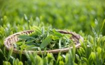 喝绿茶的好处和坏处