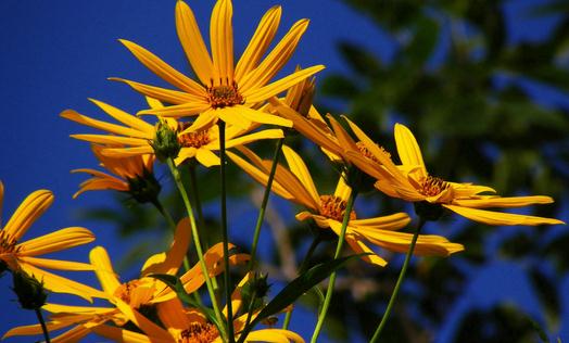鬼子姜是什么?鬼子姜的功效