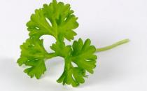 欧芹的简介 欧芹怎么做？