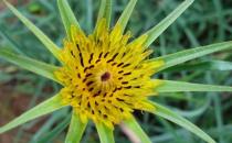 婆罗门参是什么？婆罗门参怎么吃？