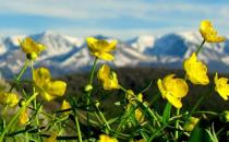 夏季多食苦味胃口会更好