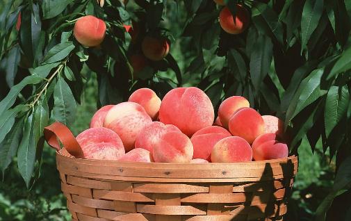 桃子李子杏子三种水果的挑选方法