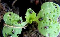 芜菁甘蓝的做法 芜菁甘蓝的功效