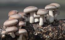 香菇的简介 香菇的做法