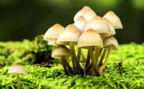 食物里含有毒物质怎么办？