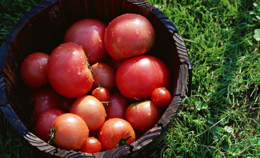 吃西红柿的5个禁忌你都了解么？