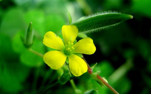 吃什么食物有凉血效果?
