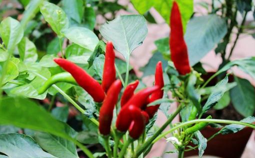 吃辣椒有哪些好处?辣椒的功效