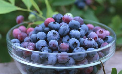 吃蓝莓有什么好处？蓝莓能预防癌症