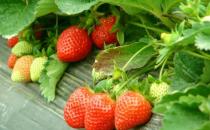 草莓农药残留超标如何吃草莓？