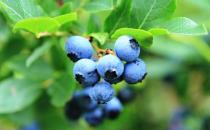 蓝莓的神奇功效 蓝莓果酱的做法