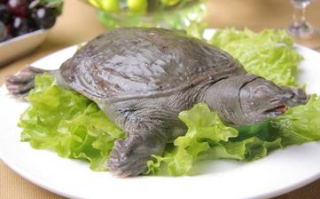 【甲鱼】_甲鱼的营养价值,甲鱼怎么做好吃,甲鱼汤,甲鱼的做法大全