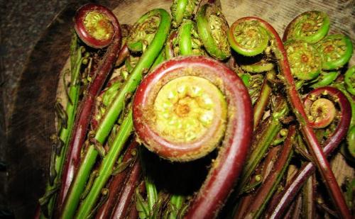 大棚种植的野菜营养如何?