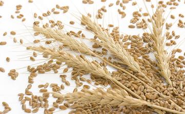 【小麦】_营养价值,功效与作用,怎么吃,做法大全,适用人群,食用禁忌