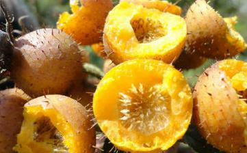 【刺梨】_刺梨的功效与作用,刺梨果上火吗,刺梨怎么吃,刺梨好吃吗 【刺梨】_刺梨的功效与作用,刺梨果上火吗,刺梨怎么吃,刺梨好吃吗