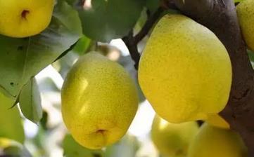 【鸭梨】_鸭梨的功效与作用,鸭梨不能和什么一起吃,鸭梨怎么吃 【鸭梨】_鸭梨的功效与作用,鸭梨不能和什么一起吃,鸭梨怎么吃