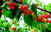 挑选好樱桃的秘诀