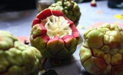 《芈月传》里的药方解析