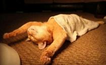 揭秘6种可以助眠的食物