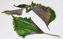 紫苏叶助你抗感冒