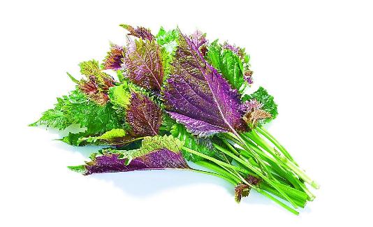 紫苏的三种吃法帮你安然过夏