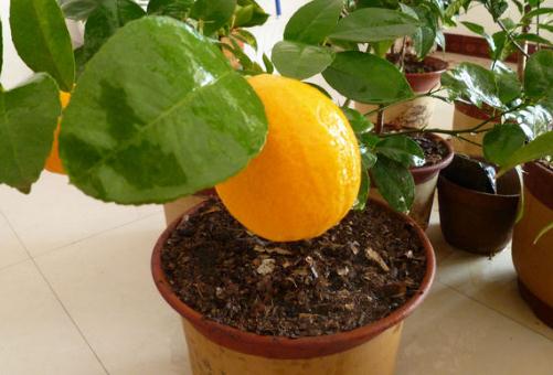 盆栽柠檬的养殖方法-360常识网