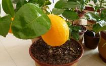 ​盆栽柠檬的养殖方法