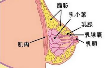 【乳房】乳房的位置发育结构_胸部保健_乳房图片_乳房的生理知识