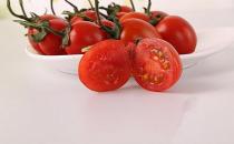 ​盆栽小西红柿的方法