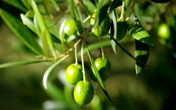 【橄榄】橄榄的功效与作用,橄榄上火吗,橄榄怎么吃,橄榄是什么