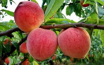 【桃子】桃子的功效与作用_桃子上火吗_桃子怎么吃_孕妇能吃桃子吗