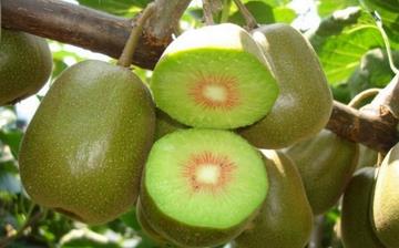 【猕猴桃】猕猴桃的功效与作用_猕猴桃怎么吃_孕妇可以吃猕猴桃吗