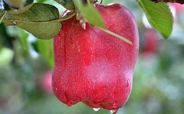 【蛇果】蛇果的功效与作用_吃蛇果上火吗_蛇果怎么吃_蛇果是什么