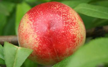 【油桃】油桃的功效与作用_油桃上火吗_油桃怎么吃_油桃是什么