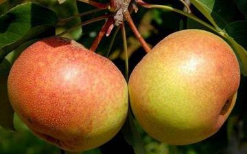 【苹果梨】苹果梨的功效与作用_苹果梨上火吗_苹果梨怎么吃_苹果梨是什么