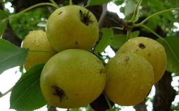 【酸梨】酸梨的功效与作用_酸梨上火吗_酸梨怎么吃_酸梨是什么