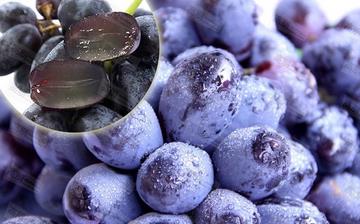 【黑加仑】黑加仑的功效与作用_黑加仑上火吗_黑加仑怎么吃_黑加仑是什么 【黑加仑】黑加仑的功效与作用_黑加仑上火吗_黑加仑怎么吃_黑加仑是什么