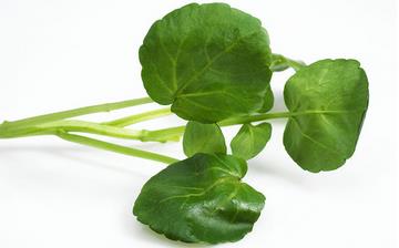 【西洋菜】西洋菜的营养价值_西洋菜怎么做好吃_西洋菜的做法大全 【西洋菜】西洋菜的营养价值_西洋菜怎么做好吃_西洋菜的做法大全