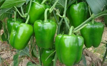 【青椒】青椒的营养价值_青椒怎么做好吃_青椒的做法大全_孕妇能吃青椒吗
