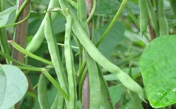 【四季豆】四季豆的营养价值_四季豆怎么做好吃_四季豆的做法大全