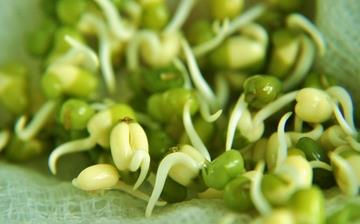 【绿豆芽】绿豆芽的营养价值_绿豆芽怎么做好吃_绿豆芽的做法大全