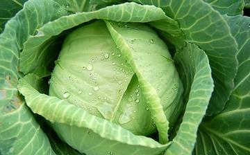 【卷心菜】卷心菜的营养价值_卷心菜怎么做好吃_卷心菜的做法大全