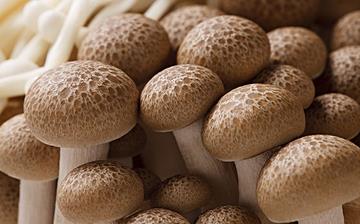 【蟹味菇】蟹味菇的营养价值_蟹味菇怎么做好吃_蟹味菇的做法大全