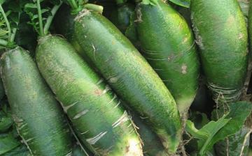 【青萝卜】青萝卜的营养价值_青萝卜怎么做好吃_青萝卜的做法大全