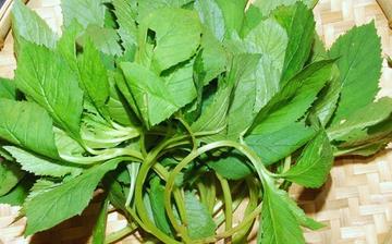 【苦菜】苦菜的功效与作用营养价值_苦菜怎么做好吃_苦菜的做法大全