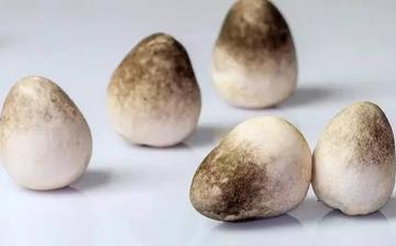 【草菇】草菇的功效与作用营养价值_草菇怎么做好吃_草菇的做法大全 【草菇】草菇的功效与作用营养价值_草菇怎么做好吃_草菇的做法大全