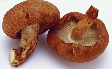 【冬菇】冬菇的功效与作用营养价值_冬菇怎么做好吃_冬菇的做法大全