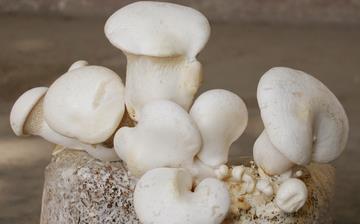 【白灵菇】白灵菇的营养价值_白灵菇怎么做好吃_白灵菇的做法大全