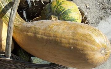 【方瓜】方瓜的功效与作用营养价值_方瓜怎么做好吃_方瓜的做法大全