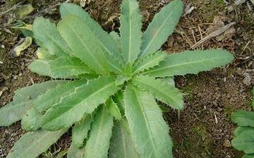 【刺儿菜】刺儿菜的营养价值_刺儿菜怎么做好吃_刺儿菜的做法大全 【刺儿菜】刺儿菜的营养价值_刺儿菜怎么做好吃_刺儿菜的做法大全